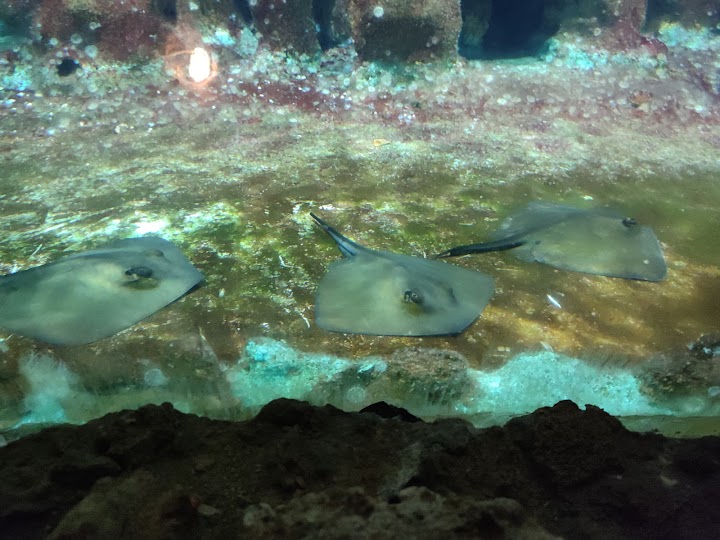 Watch our Aquarium of Rhodes - Hydrobiological Station HCMR review