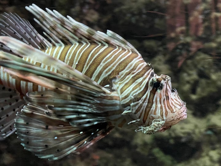 Watch our Aquarium of Rhodes - Hydrobiological Station HCMR review