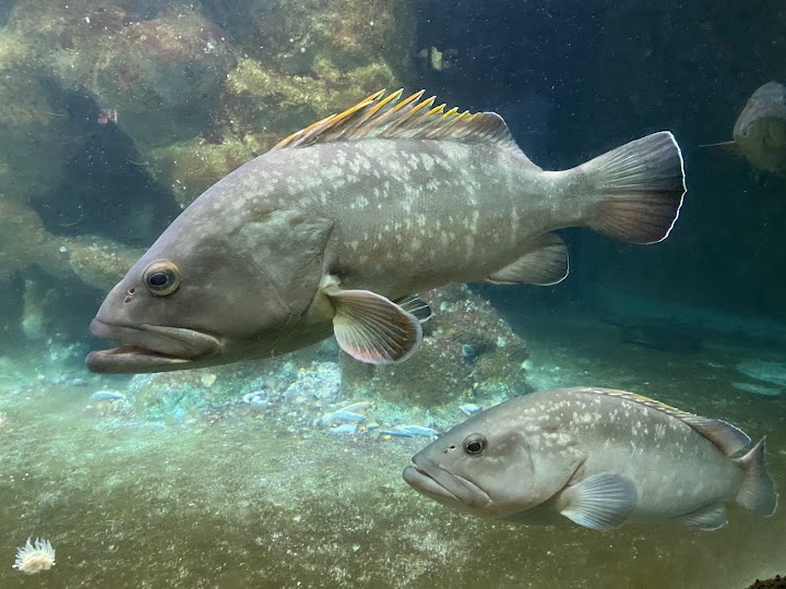 Watch our Aquarium of Rhodes - Hydrobiological Station HCMR review