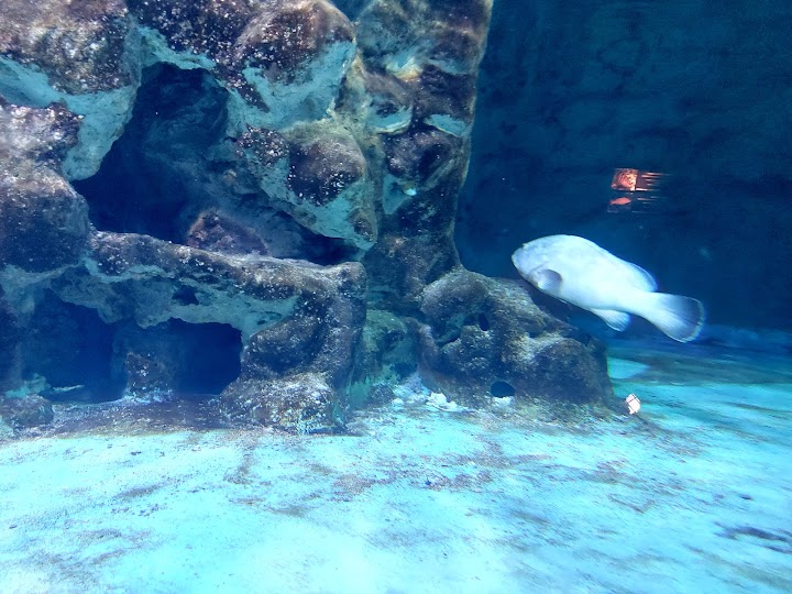 Watch our Aquarium of Rhodes - Hydrobiological Station HCMR review