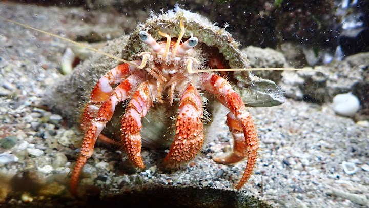 Watch our Aquarium of Rhodes - Hydrobiological Station HCMR review