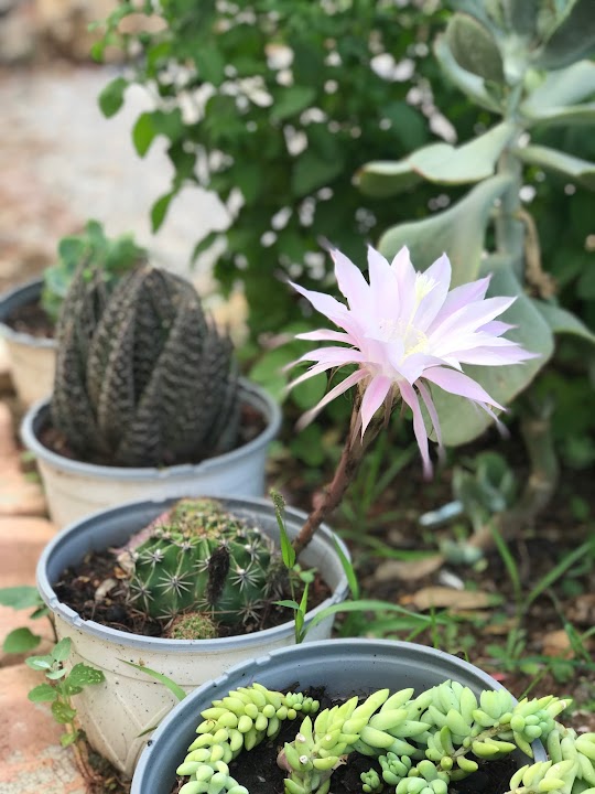 Watch our Çatlak Beach & Camping review